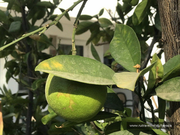 photo 2132535