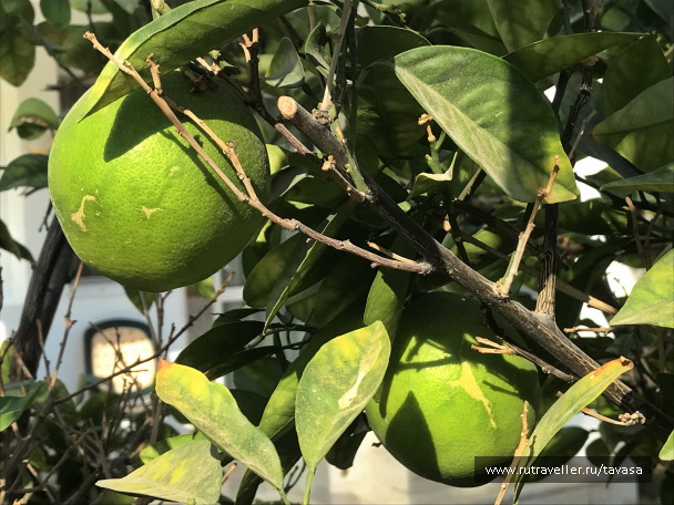 photo 2132536