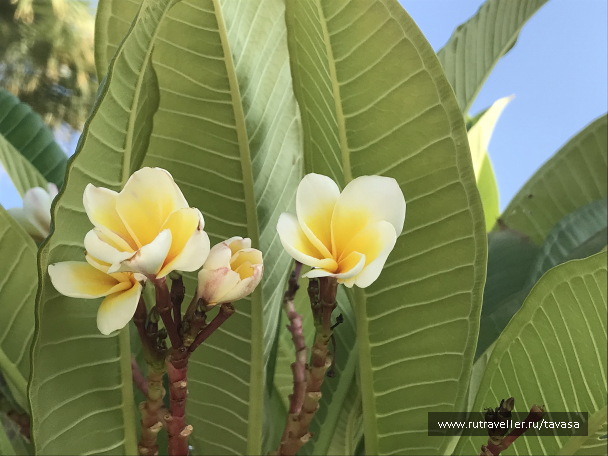 photo 2132681