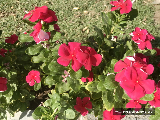 photo 2132682