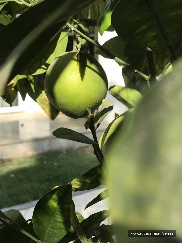 photo 2132731