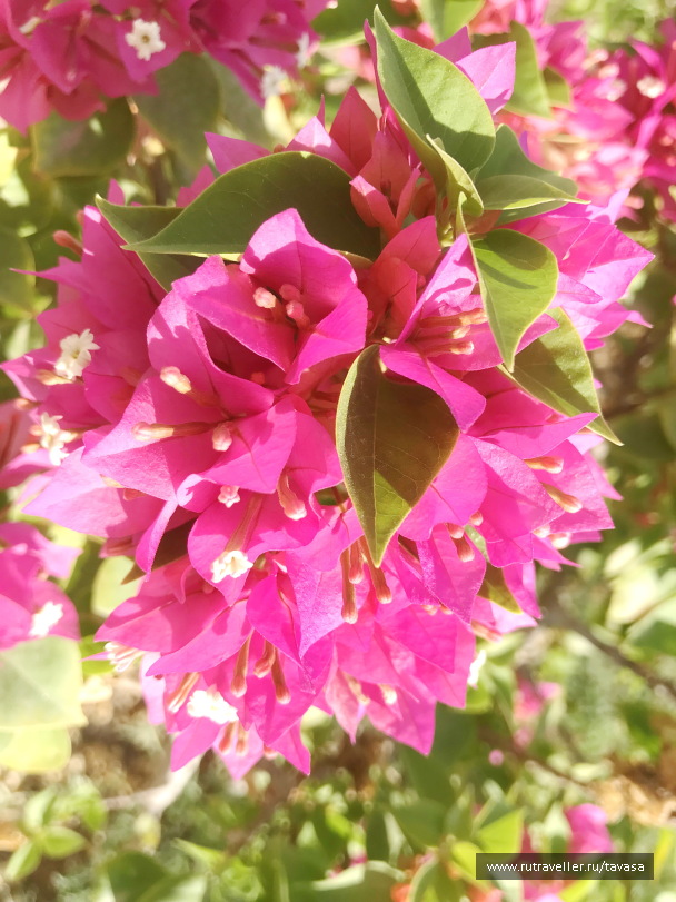 photo 2132732