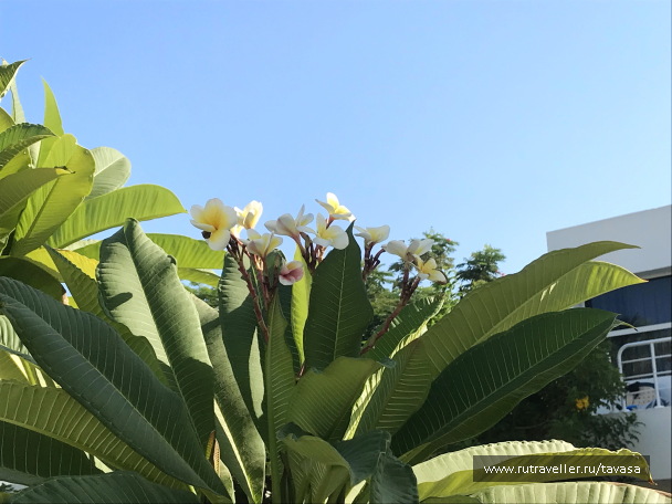 photo 2132770