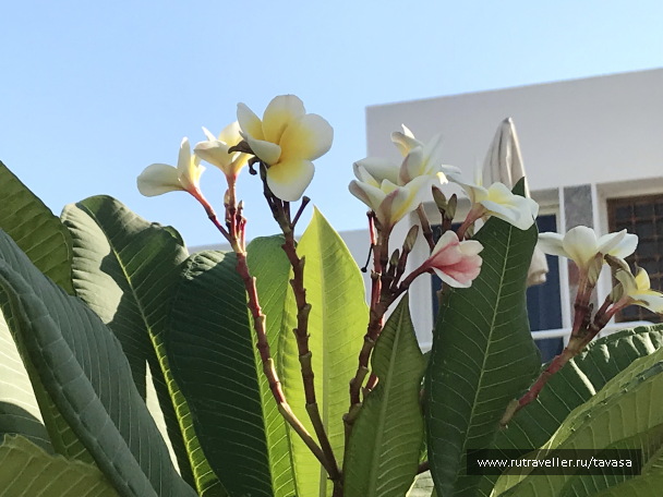 photo 2132784