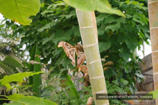 photo 136458