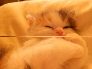photo 984310