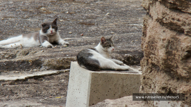 photo 1328509