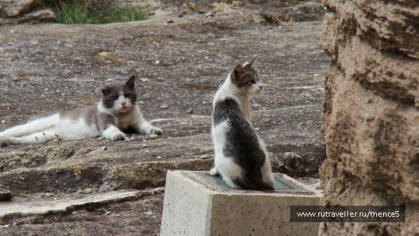 photo 1328510