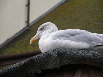 photo 1330420