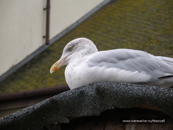 photo 1330420