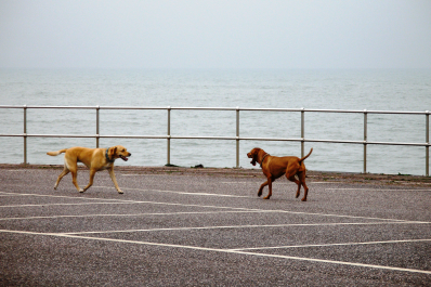 photo 1330431
