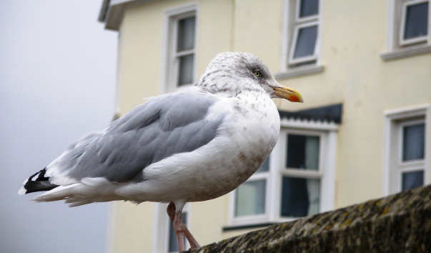 UK Teignmouth 108