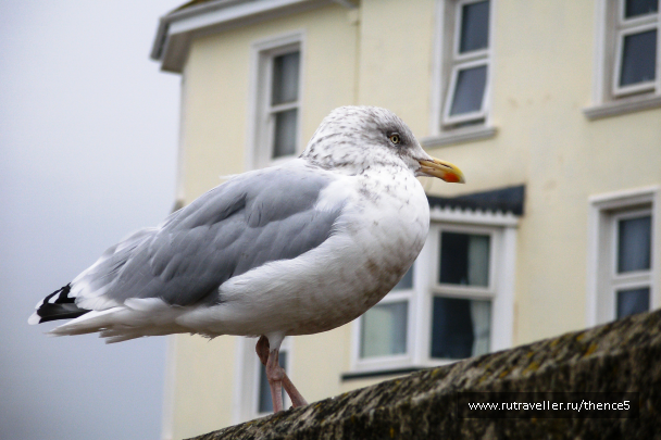 photo 1330483