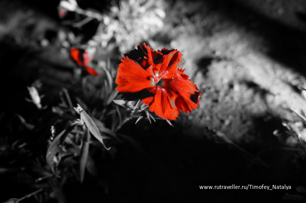 photo 306520