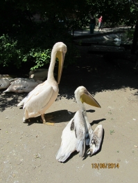 photo 782387