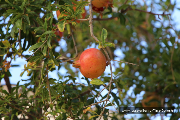 photo 583073