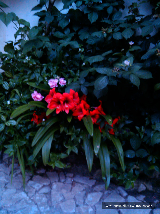photo 1049555