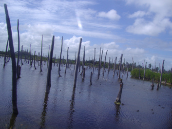 photo 225011