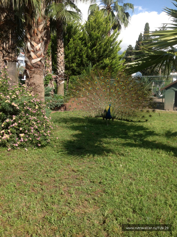 photo 378350