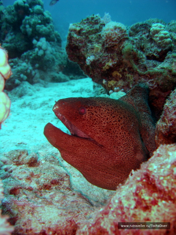 photo 71362