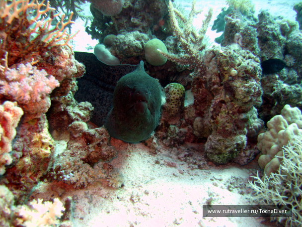 photo 71367