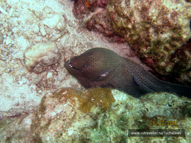 photo 71364