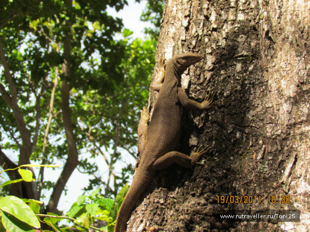 photo 235446