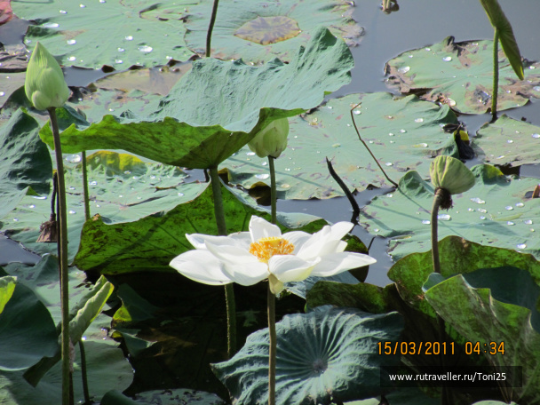 photo 235456