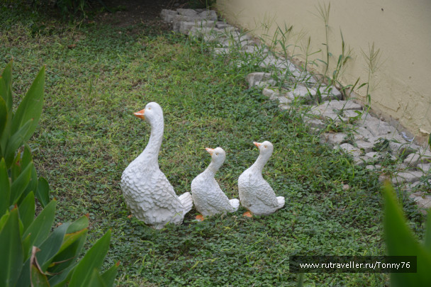 photo 544772