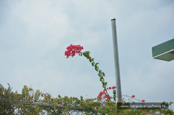 photo 544776