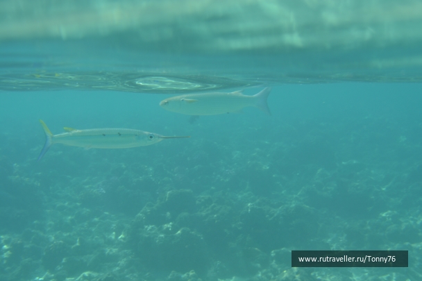photo 673782
