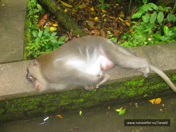 photo 130582