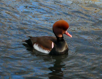 photo 496378