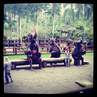 Парк слонов