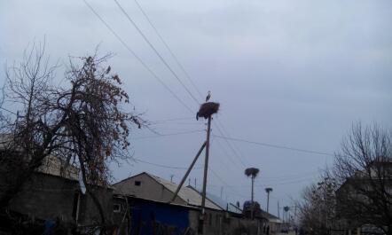 photo 1238033