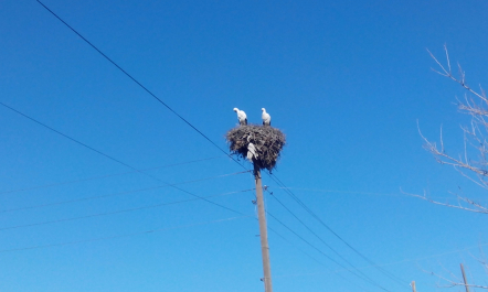 photo 1245774