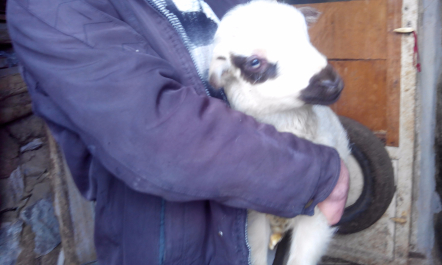 photo 1256158