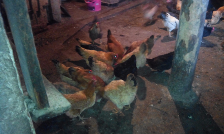 photo 1256175