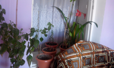 photo 1300368