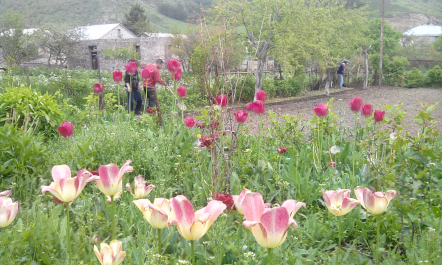 photo 1341556