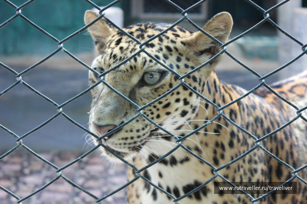 photo 250293