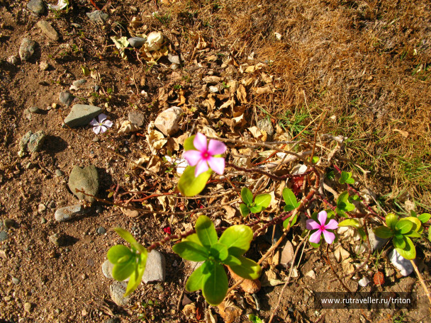 photo 42062