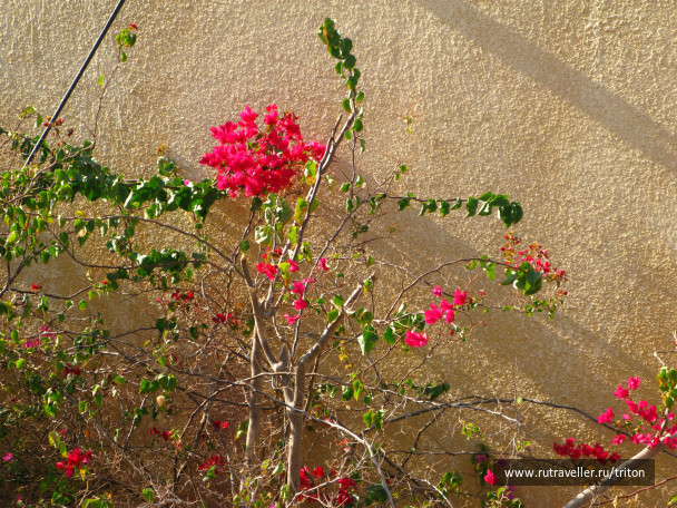 photo 42076