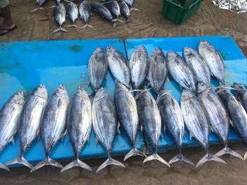 photo 1447588