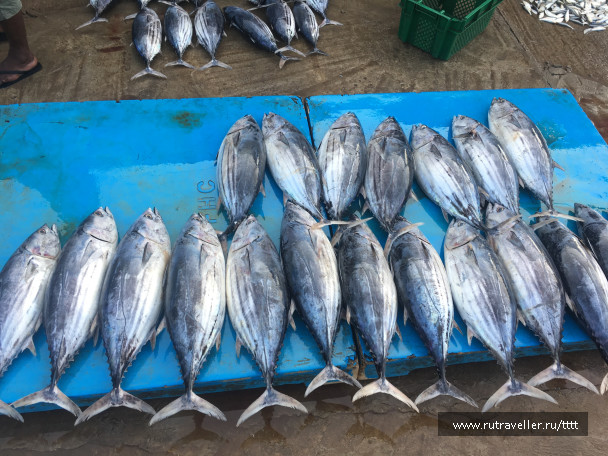 photo 1447588