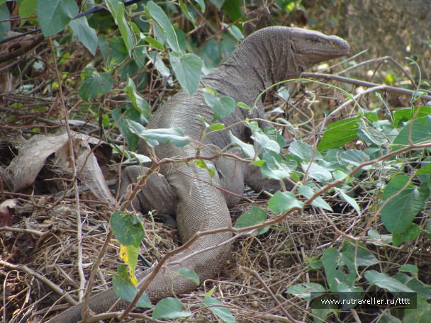 photo 1447596