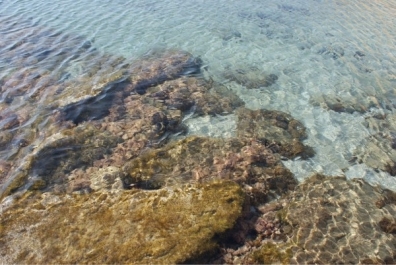 photo 462630