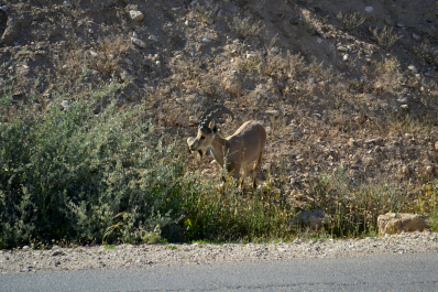 photo 1099749