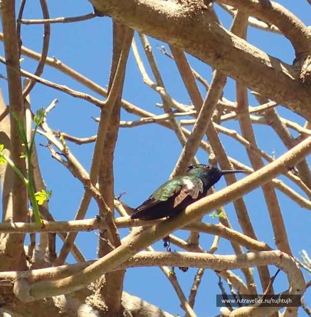 photo 1252283
