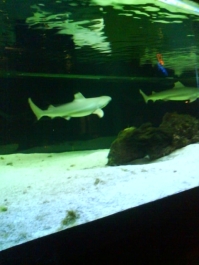 photo 472761
